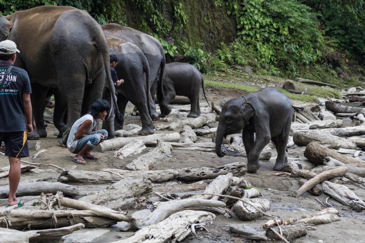 Rain Forest Guest House And Jungle Trekking บูกิตลาวัง ภายนอก รูปภาพ