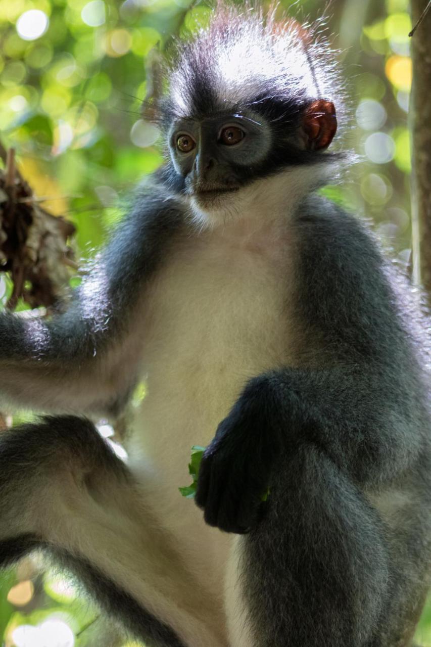 Rain Forest Guest House And Jungle Trekking บูกิตลาวัง ภายนอก รูปภาพ