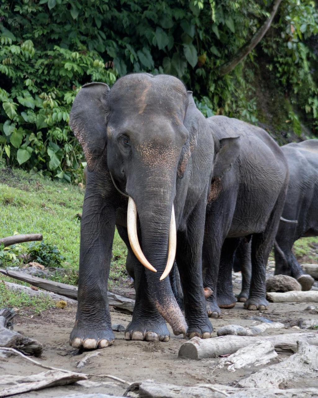 Rain Forest Guest House And Jungle Trekking บูกิตลาวัง ภายนอก รูปภาพ
